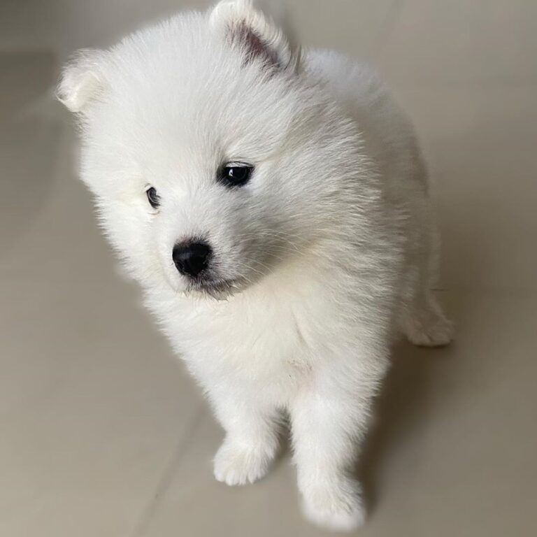 Samoyed | Samoyed Puppy For Sale San Jose | Samoyed Breeders Near Me | Samoyed Puppy For Sale Texas | Samoyed