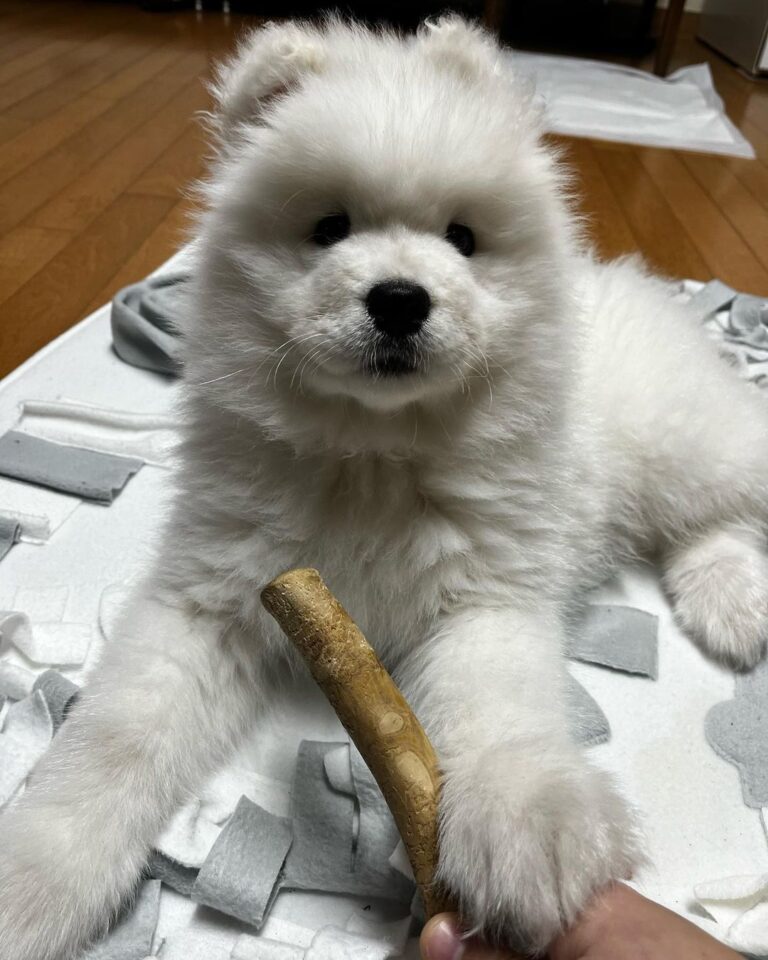 Samoyed Puppies For Sale | Samoyed | Samoyed Breeders Near Me | Samoyed Price