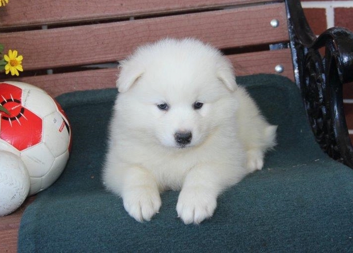 Samoyed Puppies For Sale | Samoyed Breeders Near Me | Samoyed Puppies For Sale Alabama | Samoyed Breeders Online