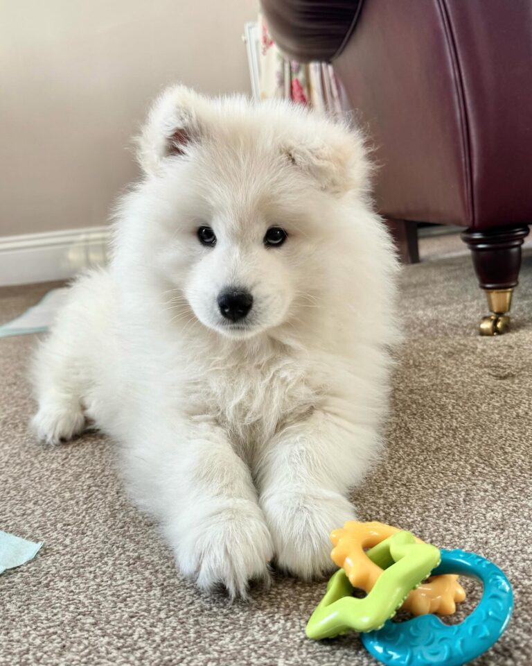 Samoyed | Samoyed Puppies For Sale USA | Samoyed Puppies For Sale California | Samoyed Breeders Near Me