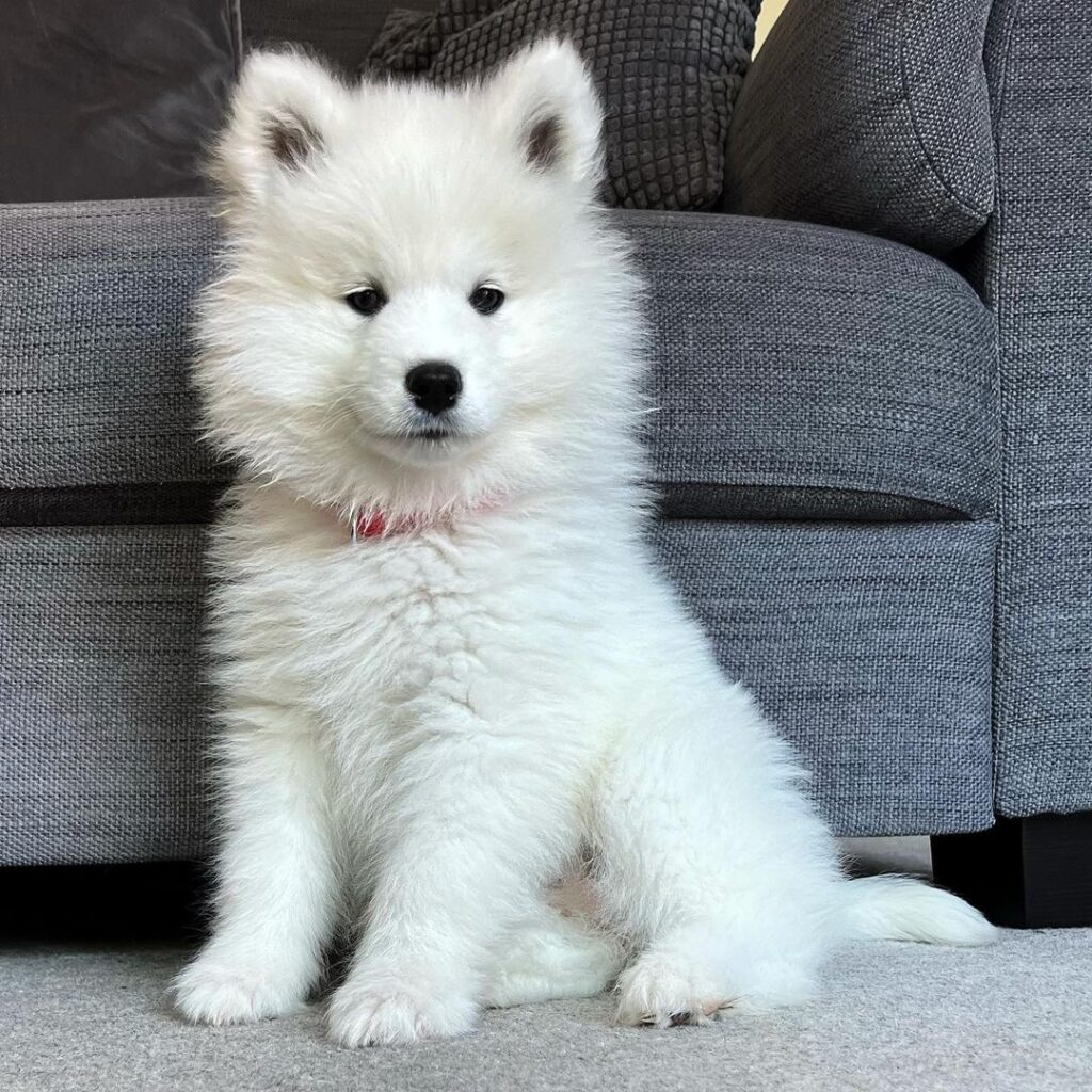 Samoyed Puppies For Sale. Buy This Lovely Samoyed Puppy Today. Ronnie A Lovely Purebred Samoyed