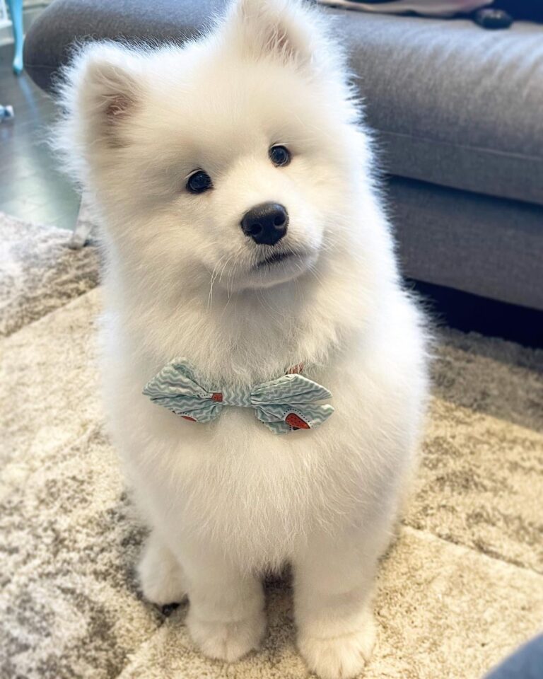 Samoyed Puppies For Sale USA | Samoyed Breeders Near Me | Samoyed Puppies For Sale Illinois | Samoyed Puppies For Sale Chicago | Samoyed Puppies For Sale Alabama