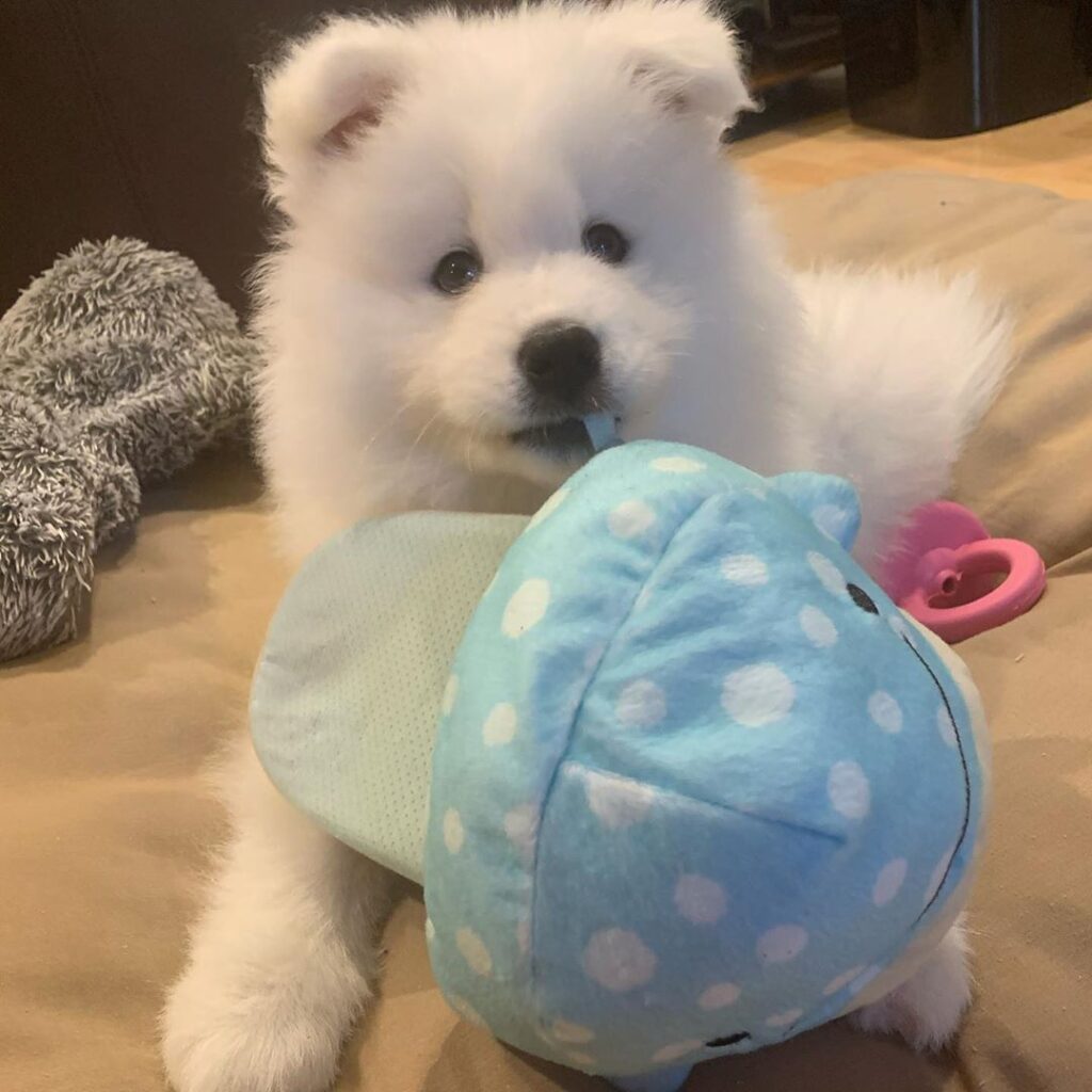 Samoyed | Samoyed Puppies For Sale | Samoyed Temperament | Samoyed Puppies For Sale Michigan | Samoyed Breeders Near Me | Samoyed Puppies For Sale USA | Samoyed Puppies For Sale Alabama