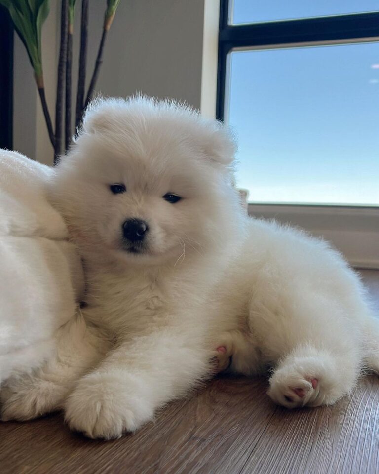 Samoyed Puppies For Sale Alabama | Samoyed Puppies For Sale Milwaukee | Samoyed Puppy For Sale USA | Samoyed Puppies For Sale Texas