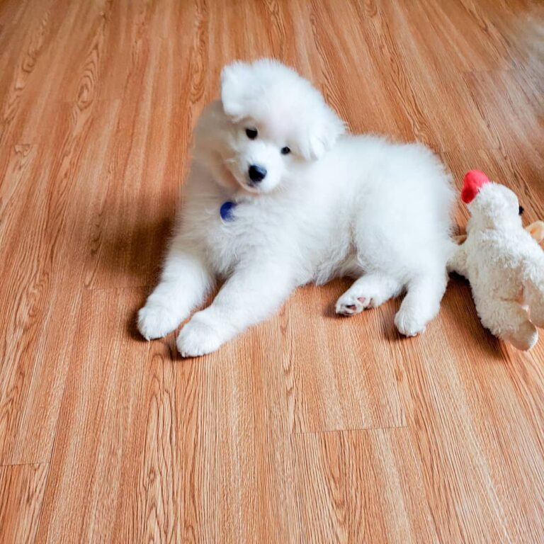 Samoyed Puppies For Sale | Samoyed Breeders Near Me | Buy Samoyed Puppies Online | Samoyed Price