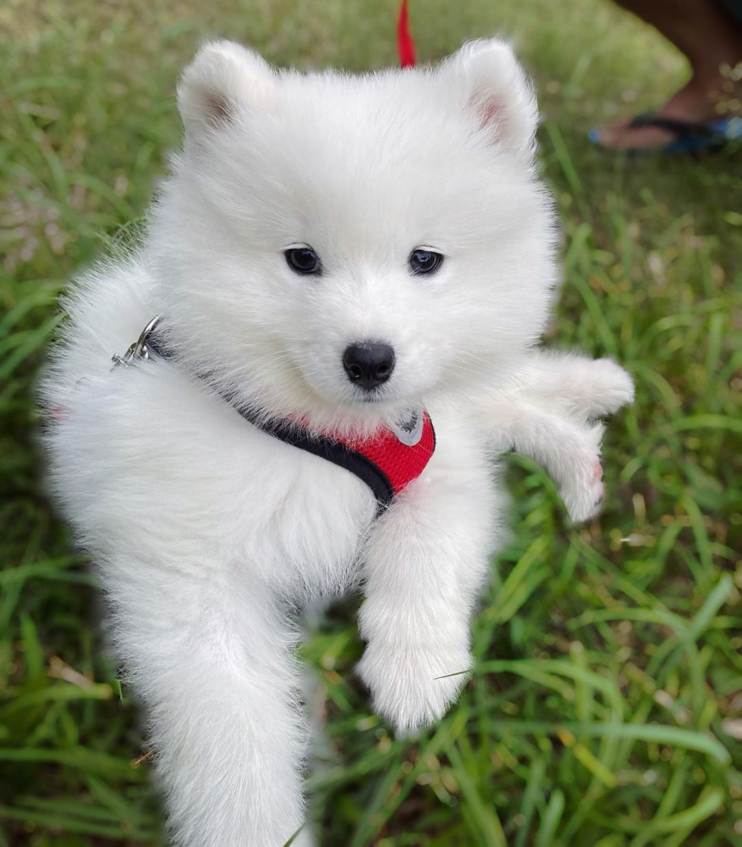 Samoyed Puppy​