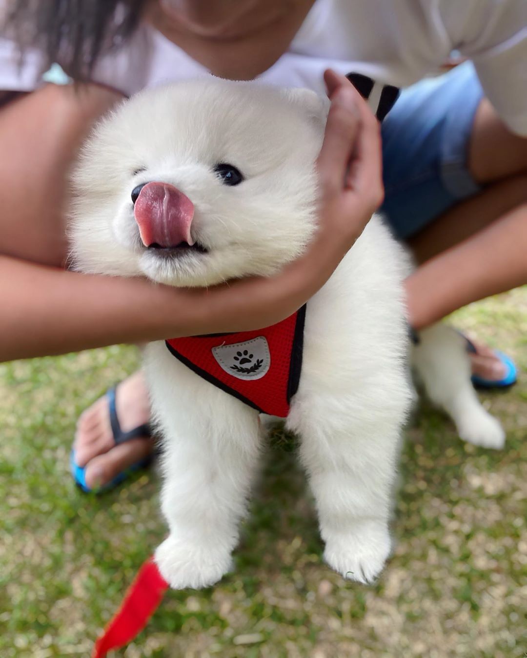 Samoyed Puppy​
