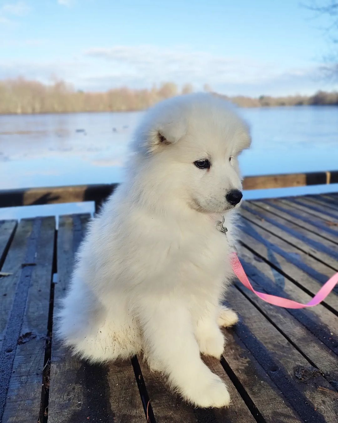 Samoyed Puppy​