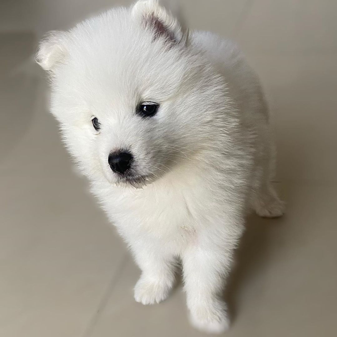 Samoyed Puppy​