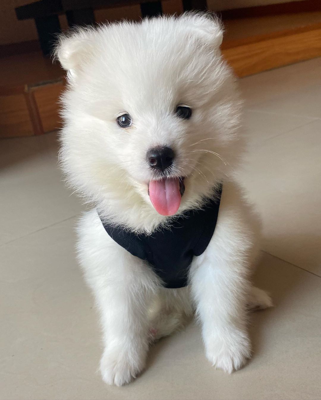 Samoyed Puppy​