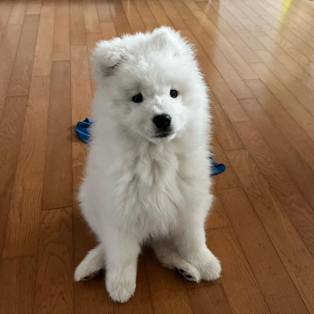 Samoyeds