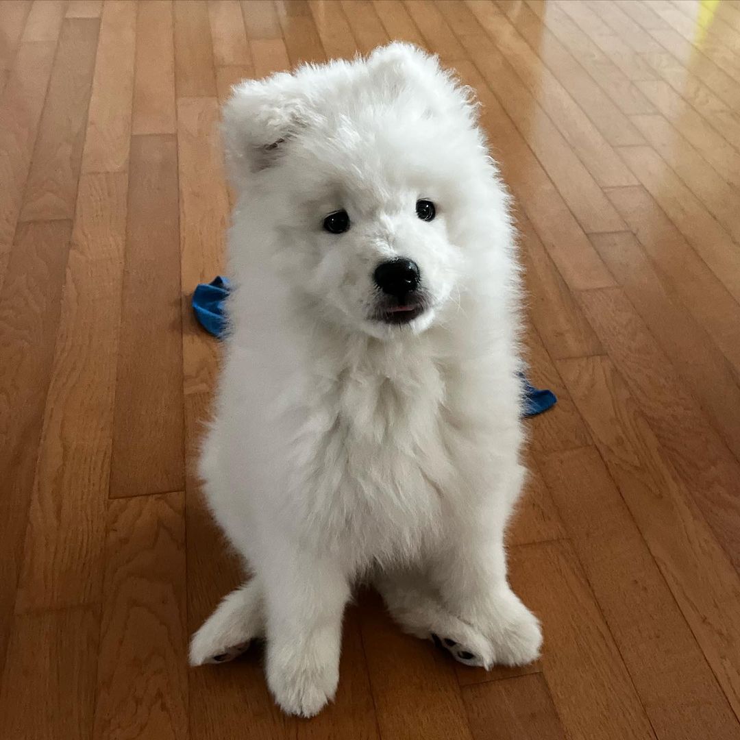 Samoyeds