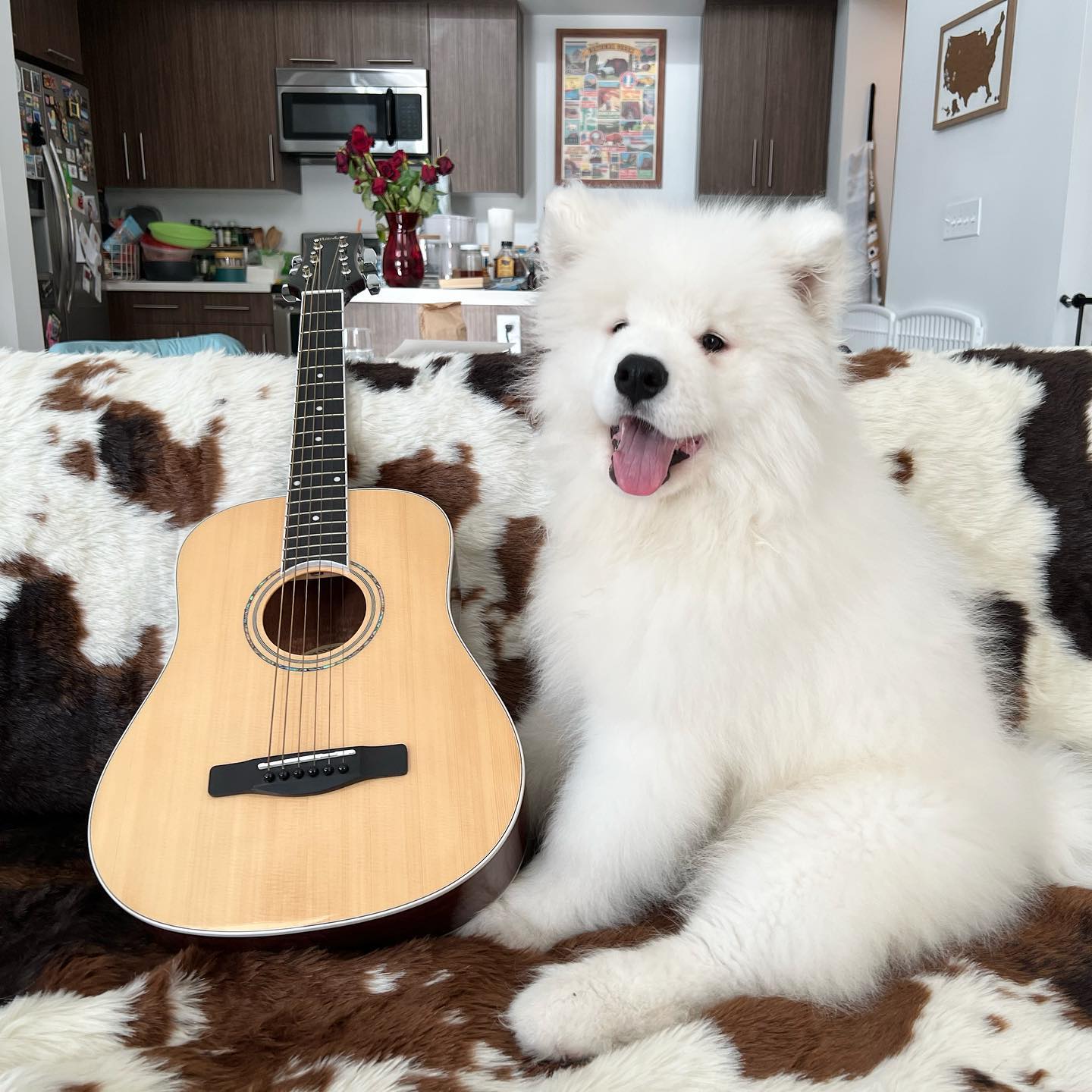 Samoyed Dog Price​