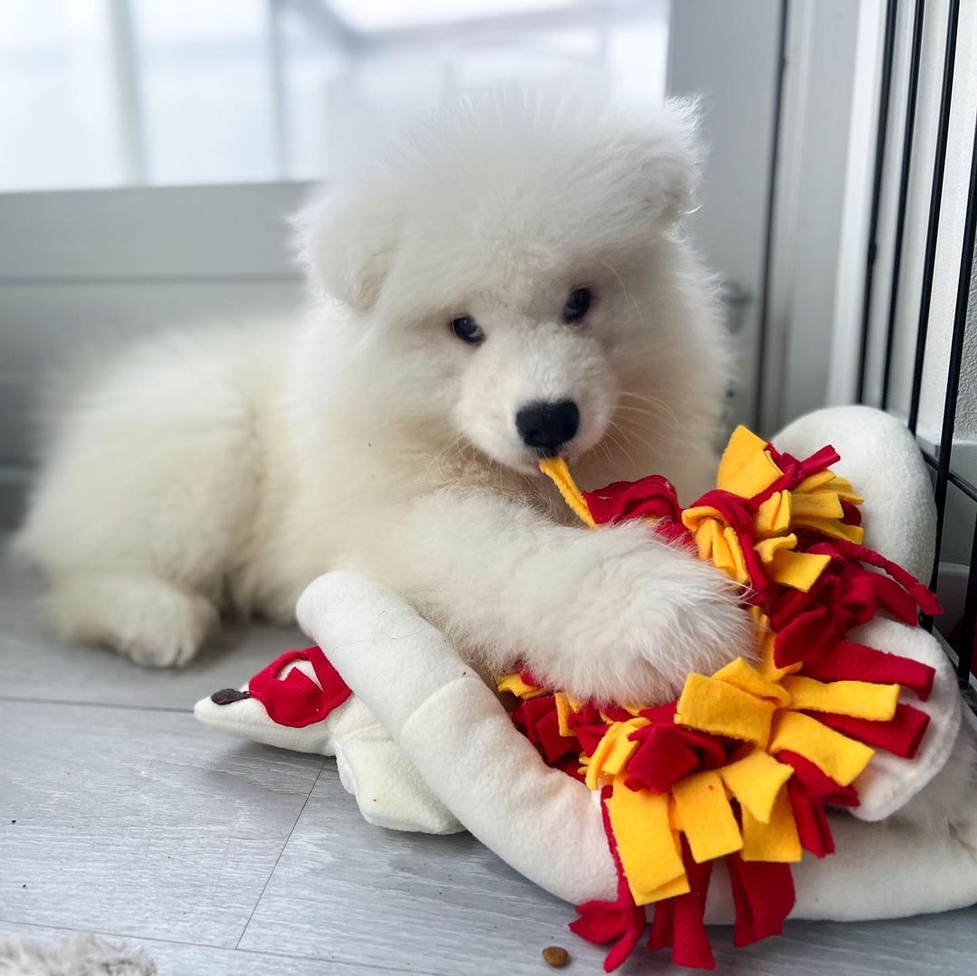 Samoyed Dog Price​