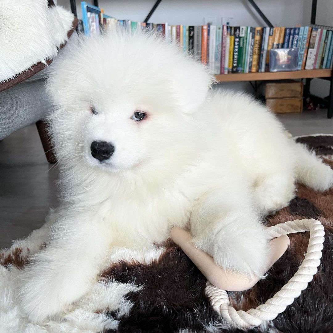 Samoyed Dog Price​