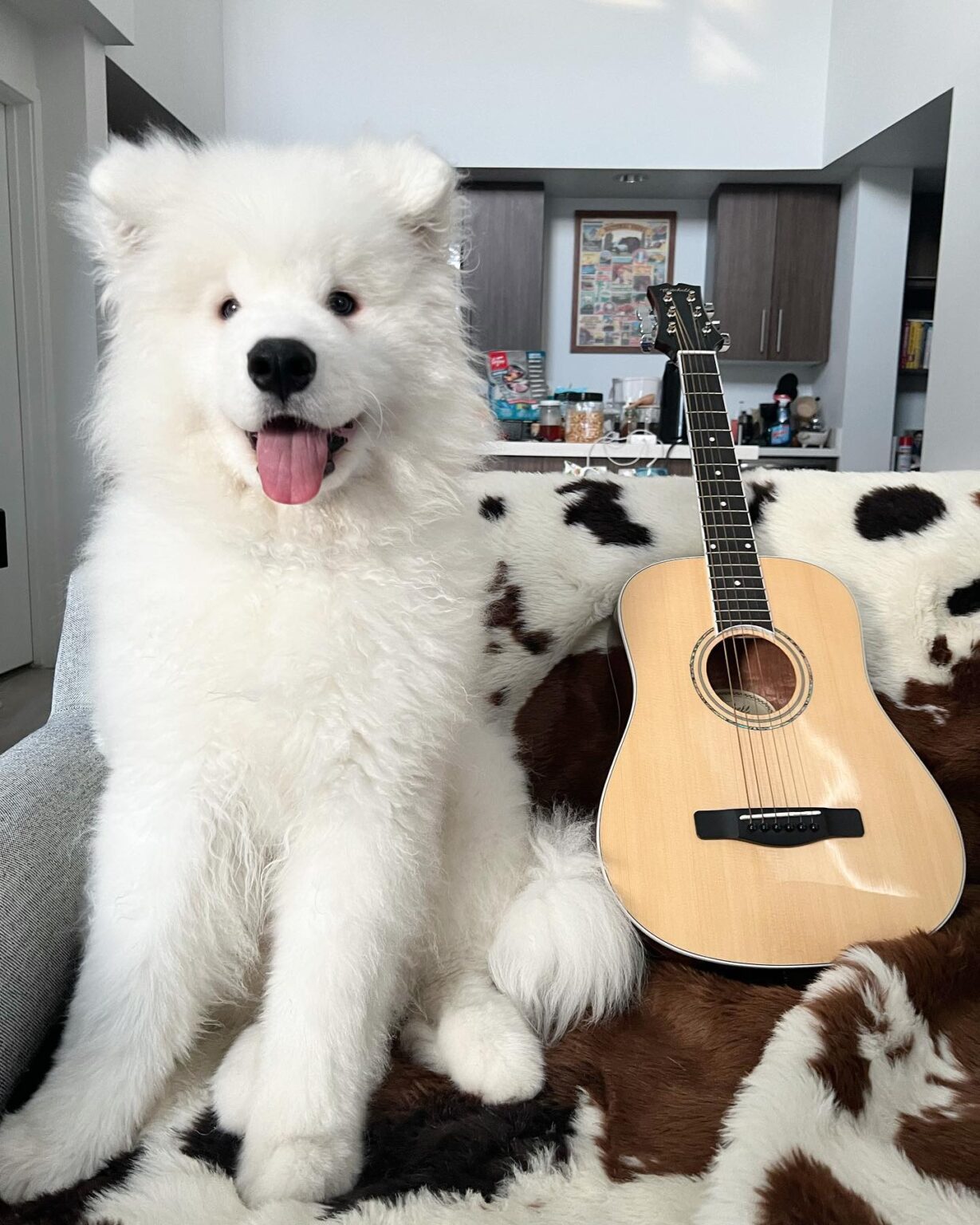 Samoyed Dog Price​