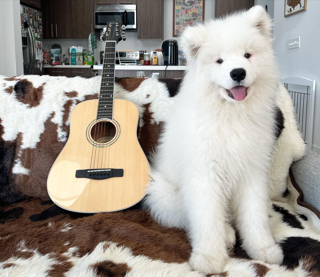 Samoyed Dog Price​