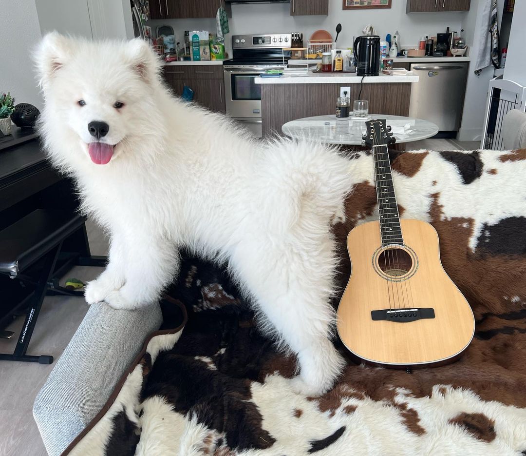 Samoyed Dog Price​