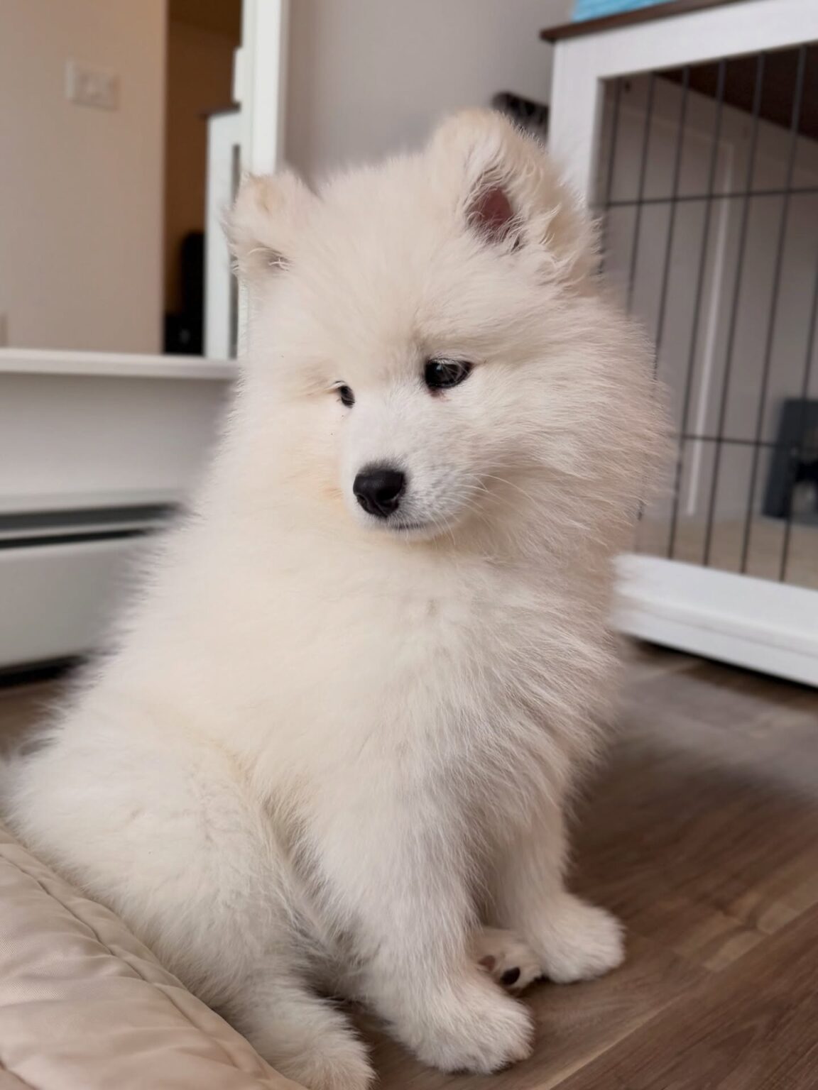 Samoyed Price
