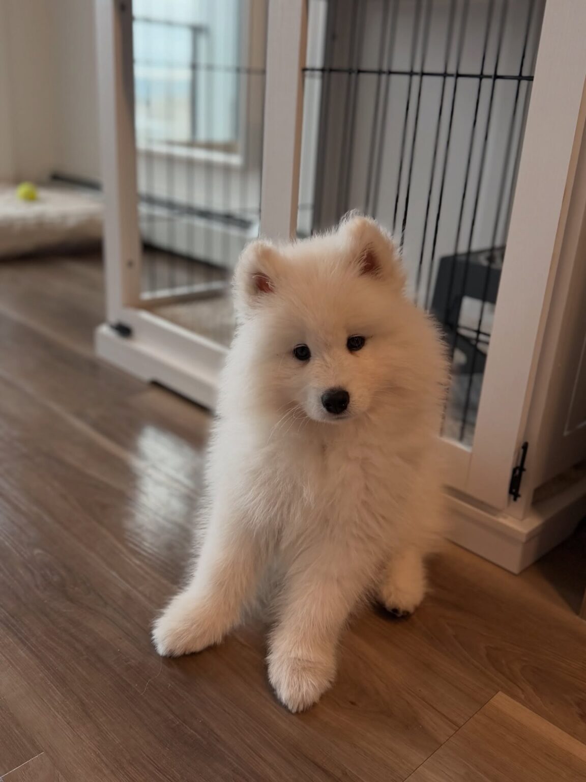 Samoyed Price
