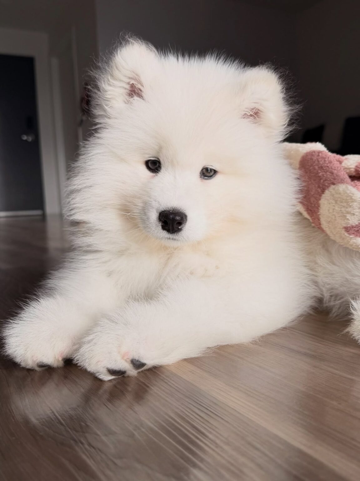 Samoyed Price