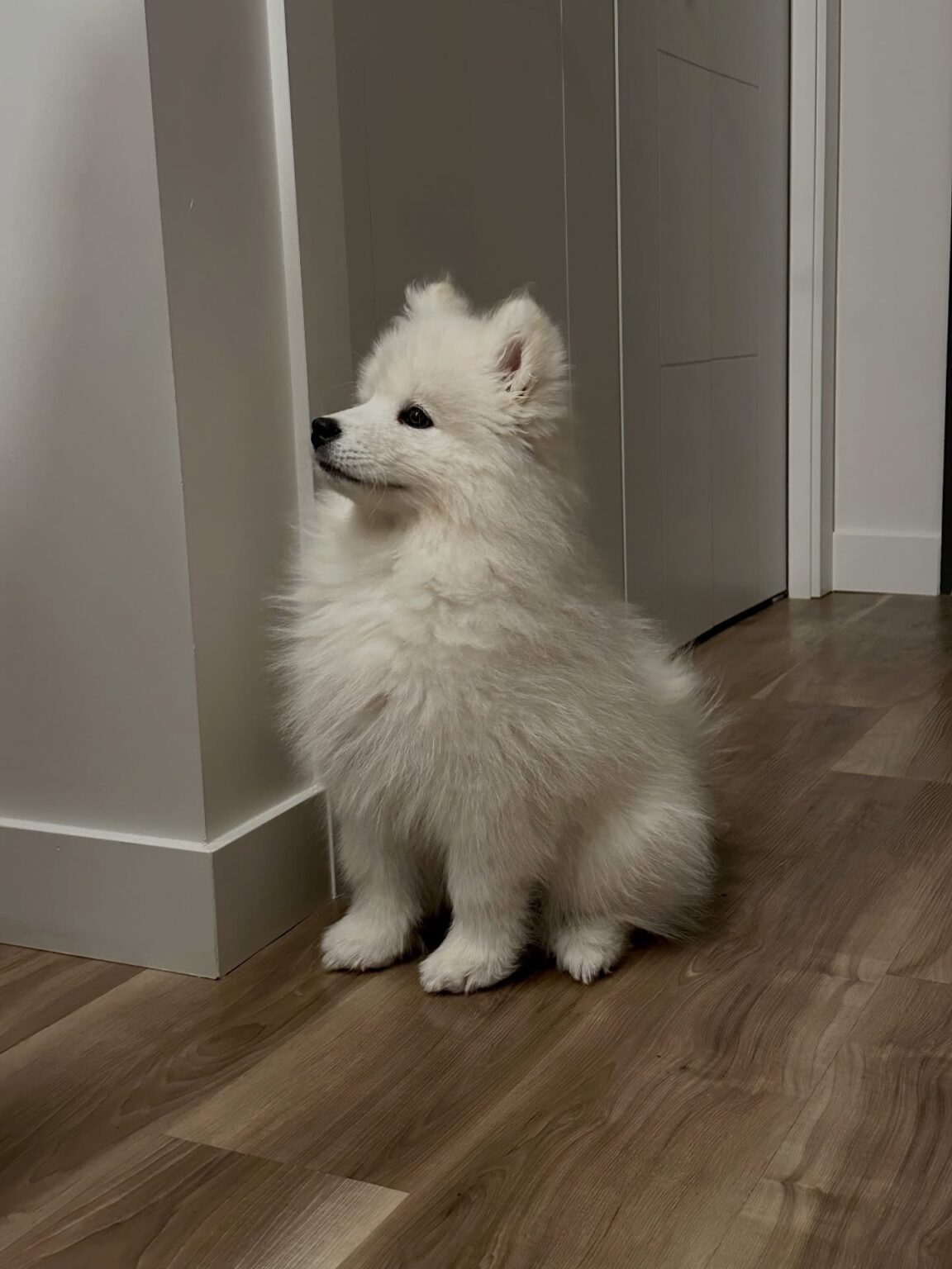 Samoyed Price