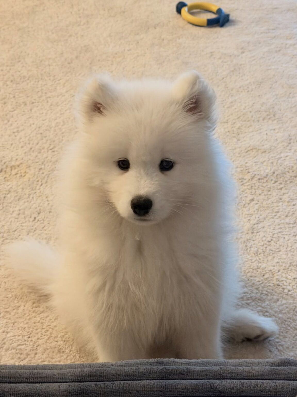 Samoyed Price