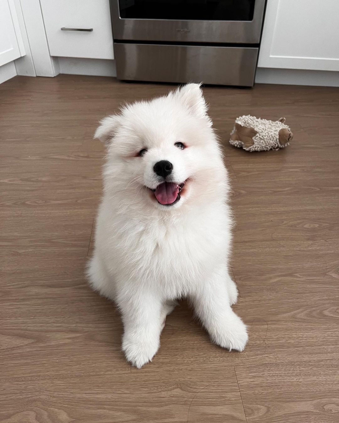 Samoyeds