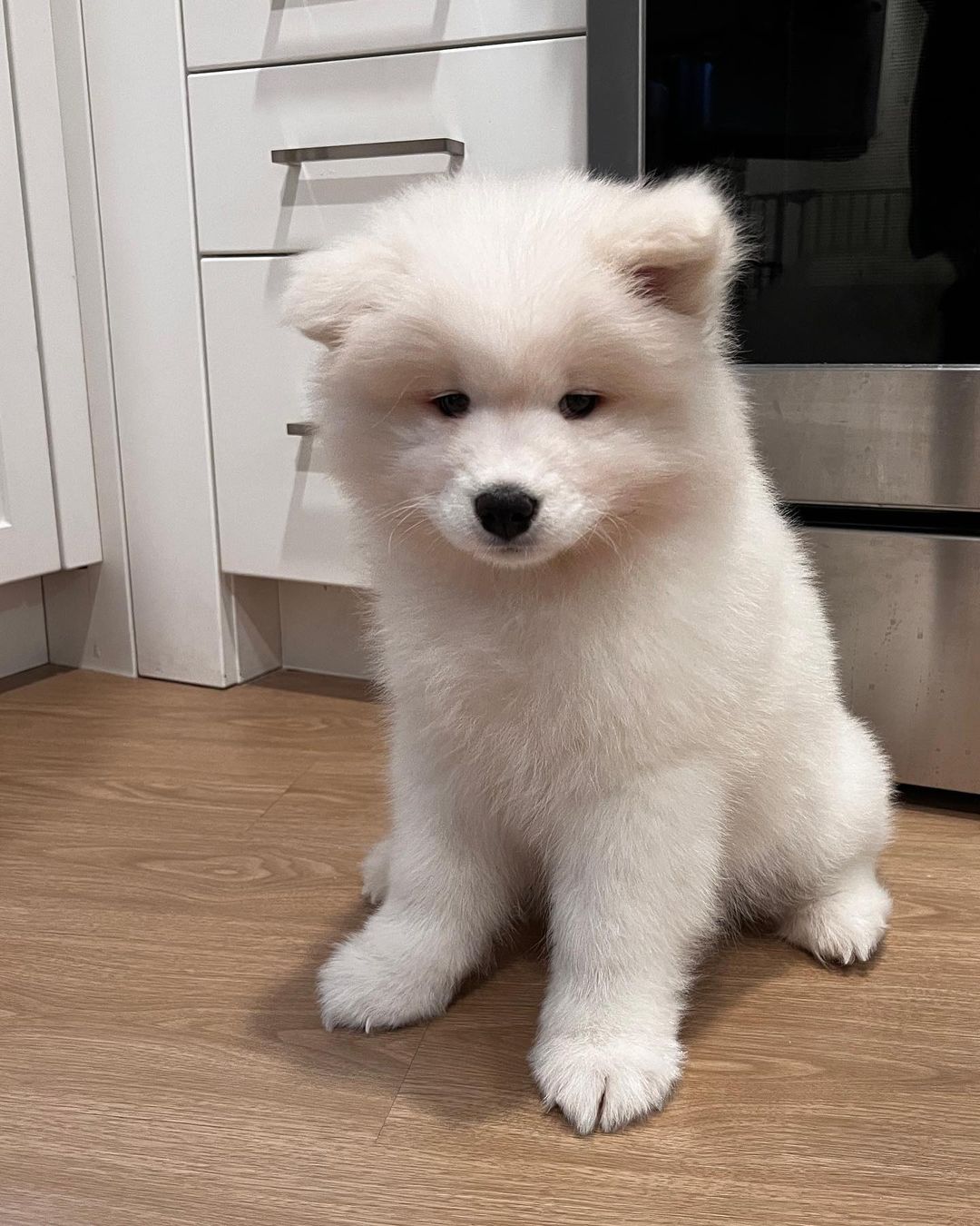 Samoyed Puppies For Sale​