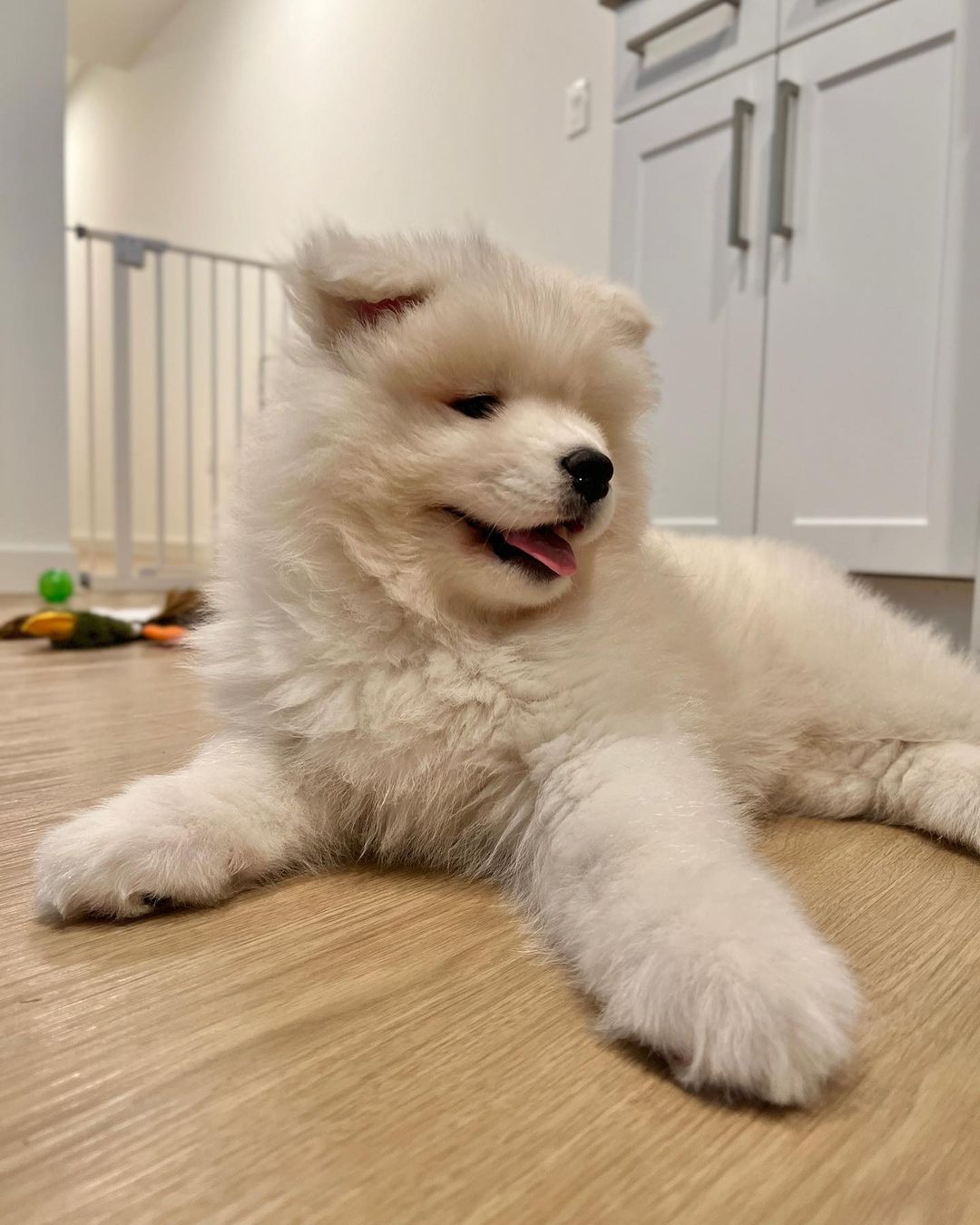 Samoyed Puppies For Sale​