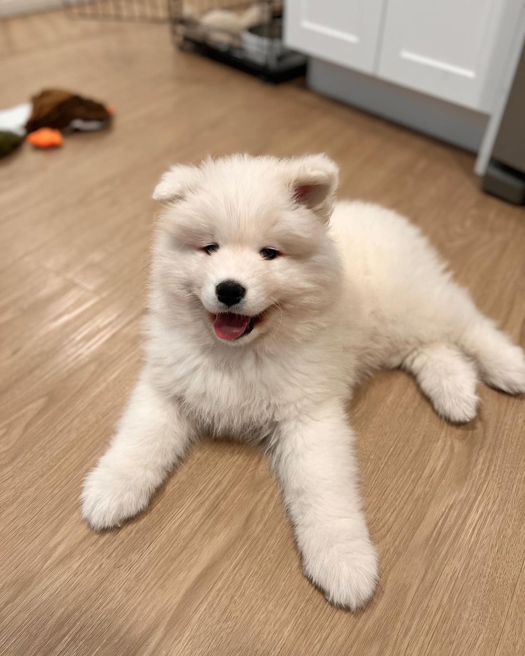 Samoyed Puppies For Sale​