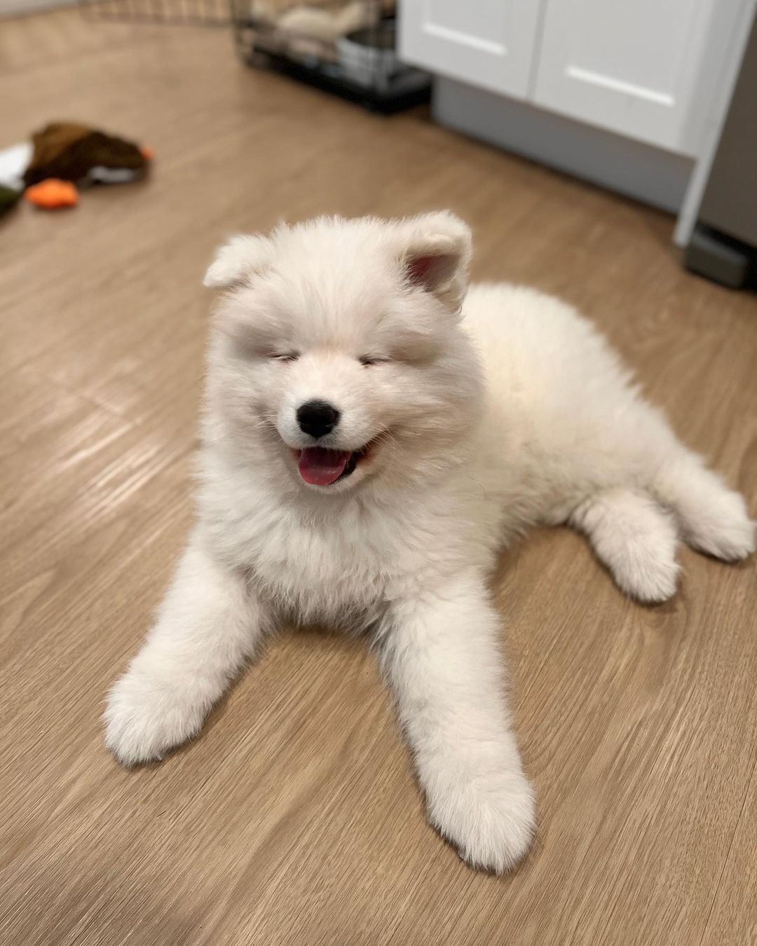 Samoyed Puppies For Sale​