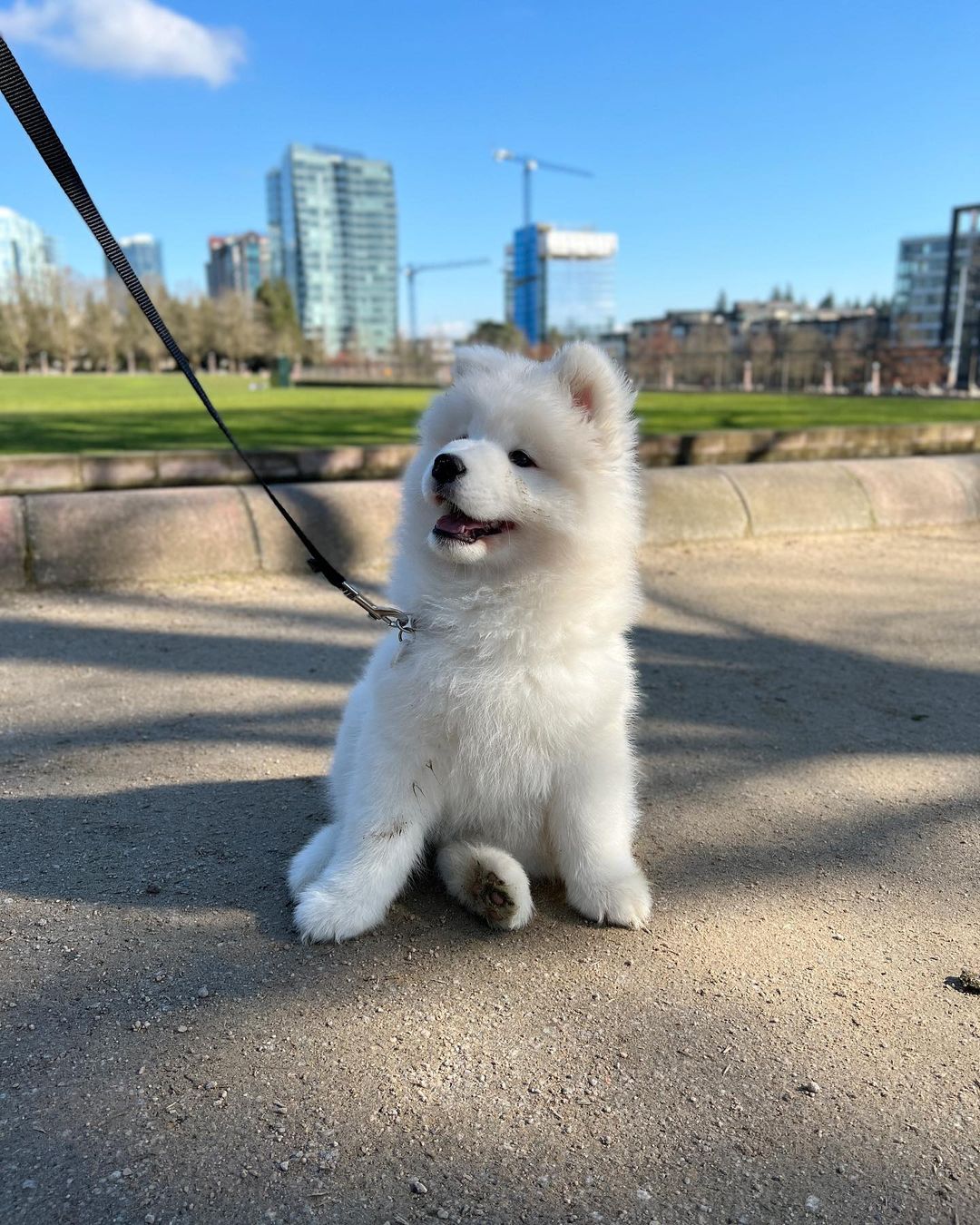 samoyed puppies for sale