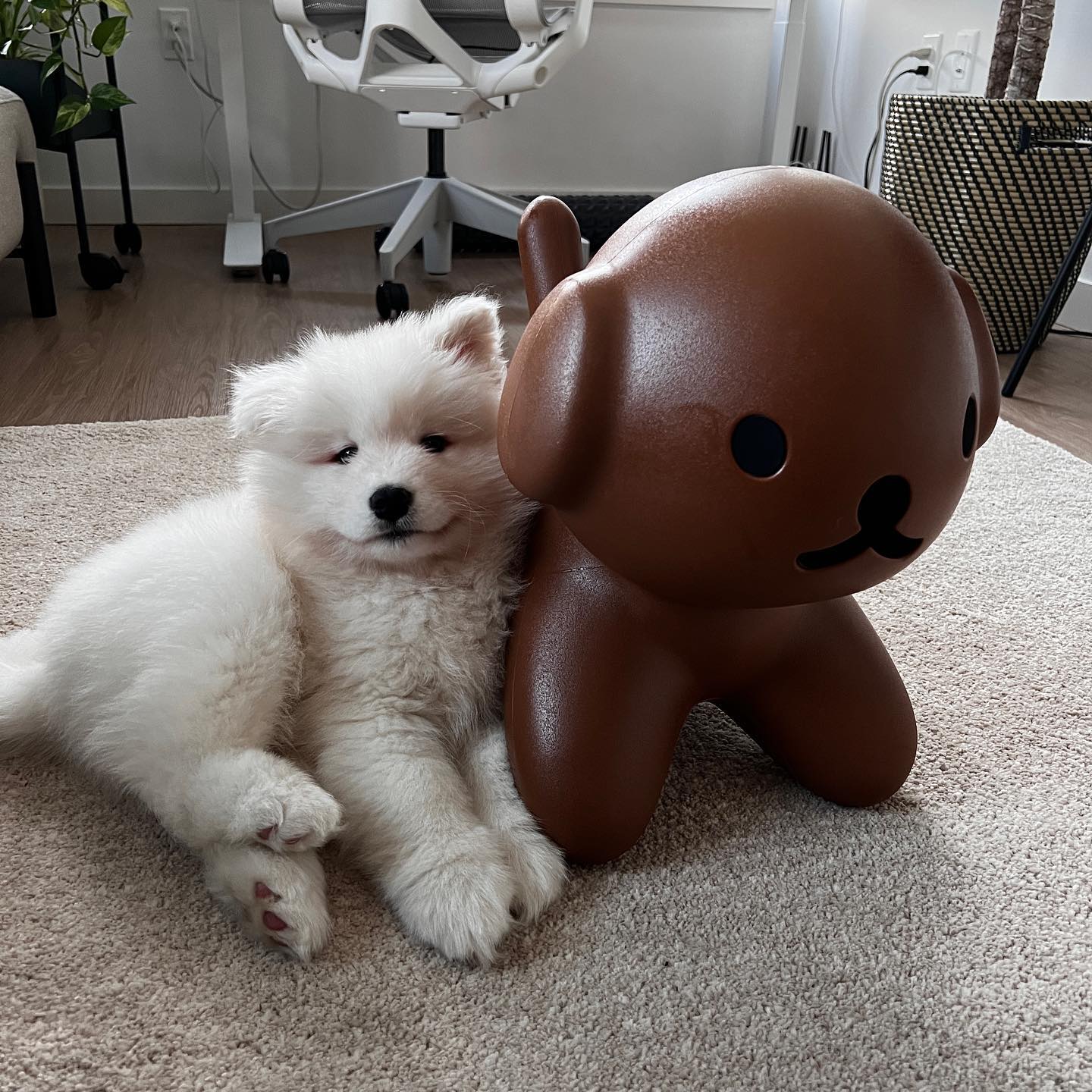 Samoyed Puppies For Sale​