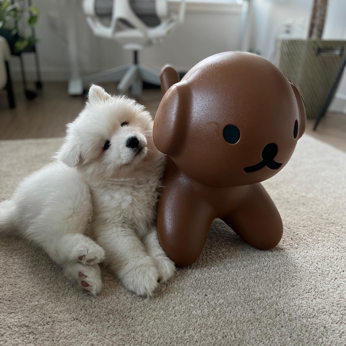 Samoyed Puppies For Sale​