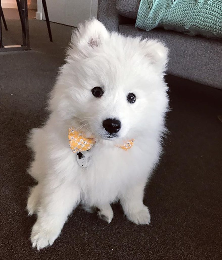 Samoyed Puppy For Sale