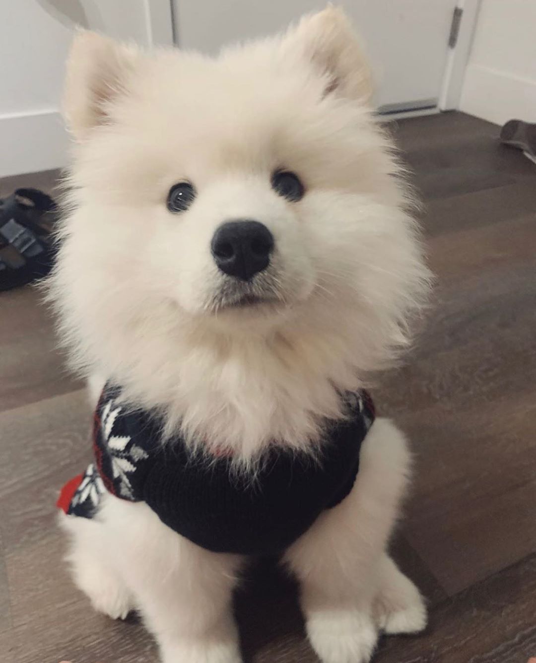Samoyed Puppy For Sale