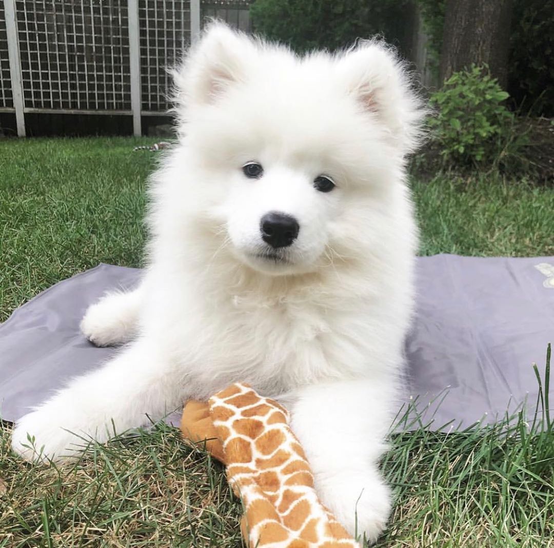Samoyed Puppy For Sale
