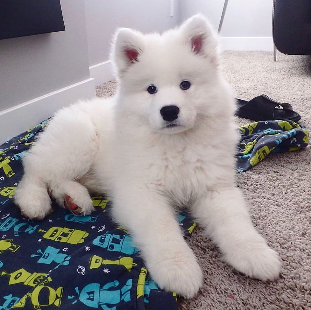 Samoyed Puppy For Sale