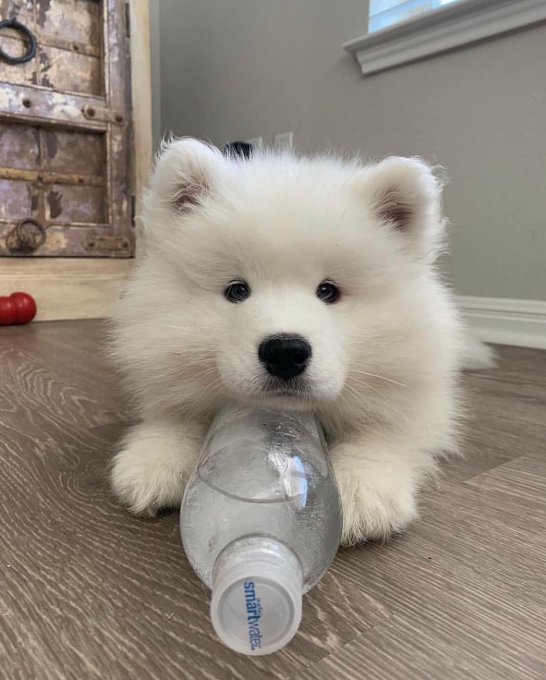 Samoyed Puppy For Sale