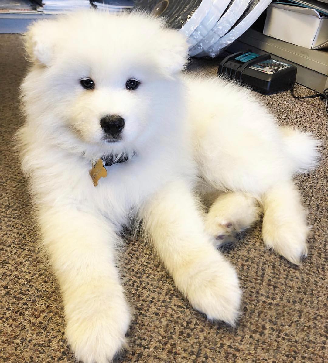 Samoyed Puppy For Sale