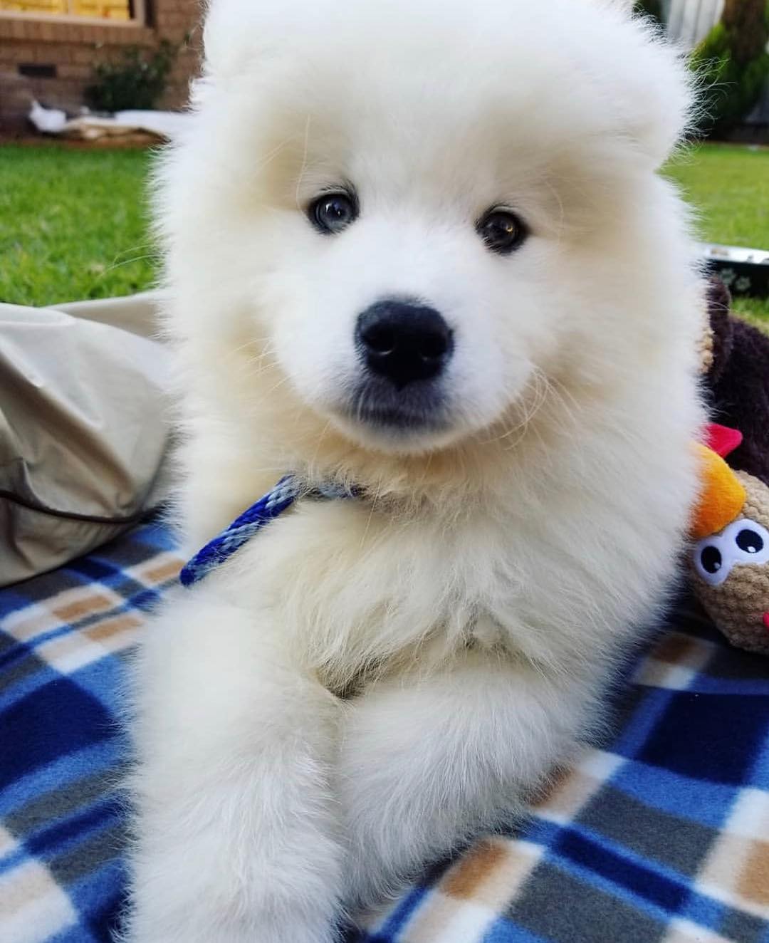 Samoyed Puppy For Sale