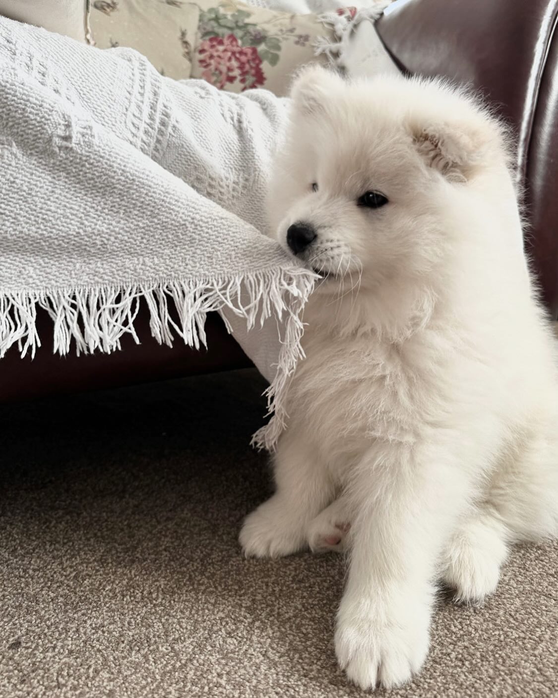 Samoyed Puppies