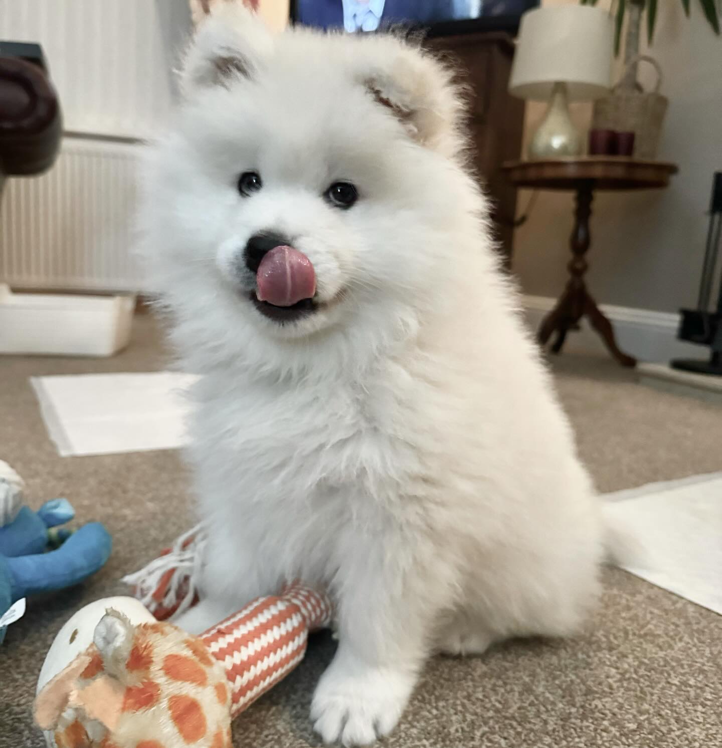 Samoyed Puppies