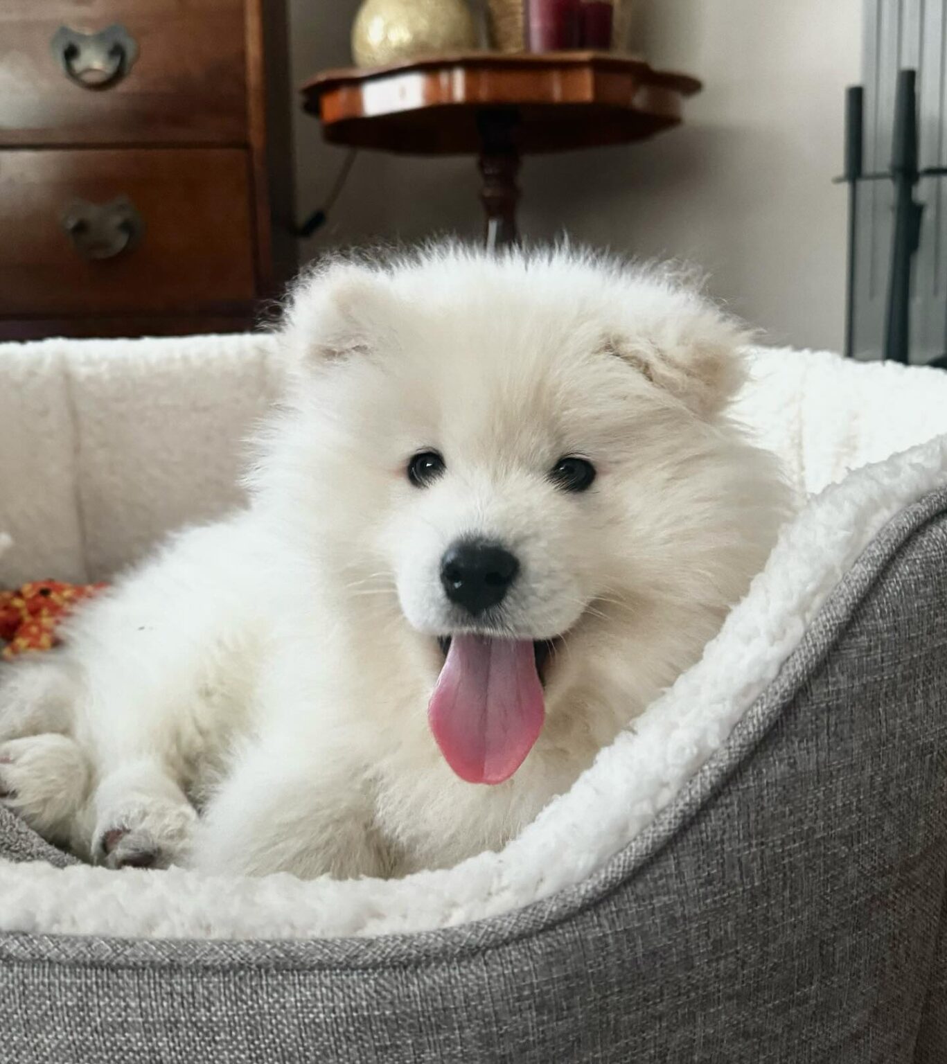 Samoyed Puppies
