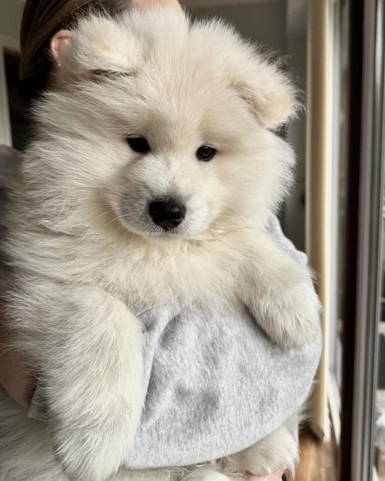 Samoyed Puppies