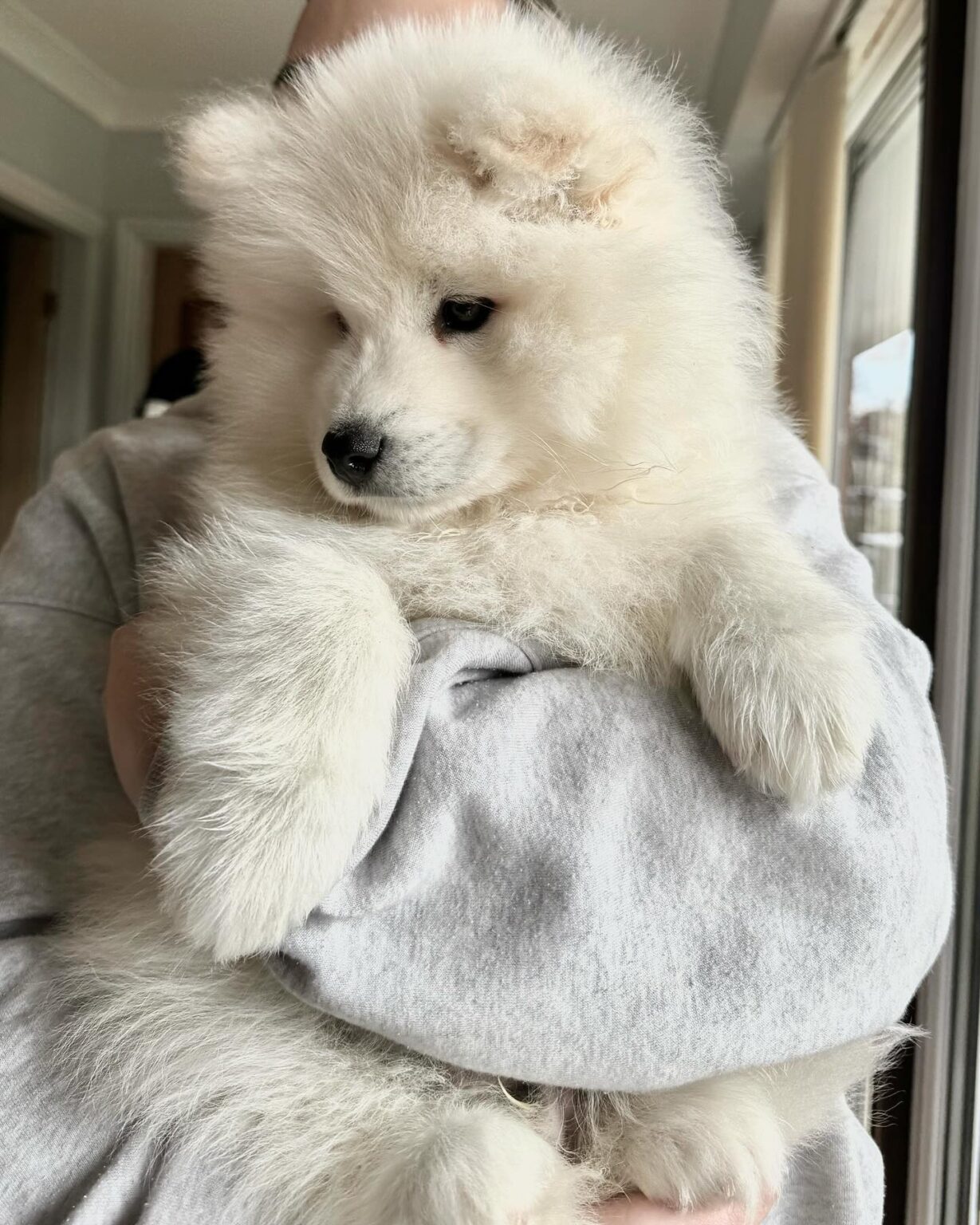 Samoyed Puppies