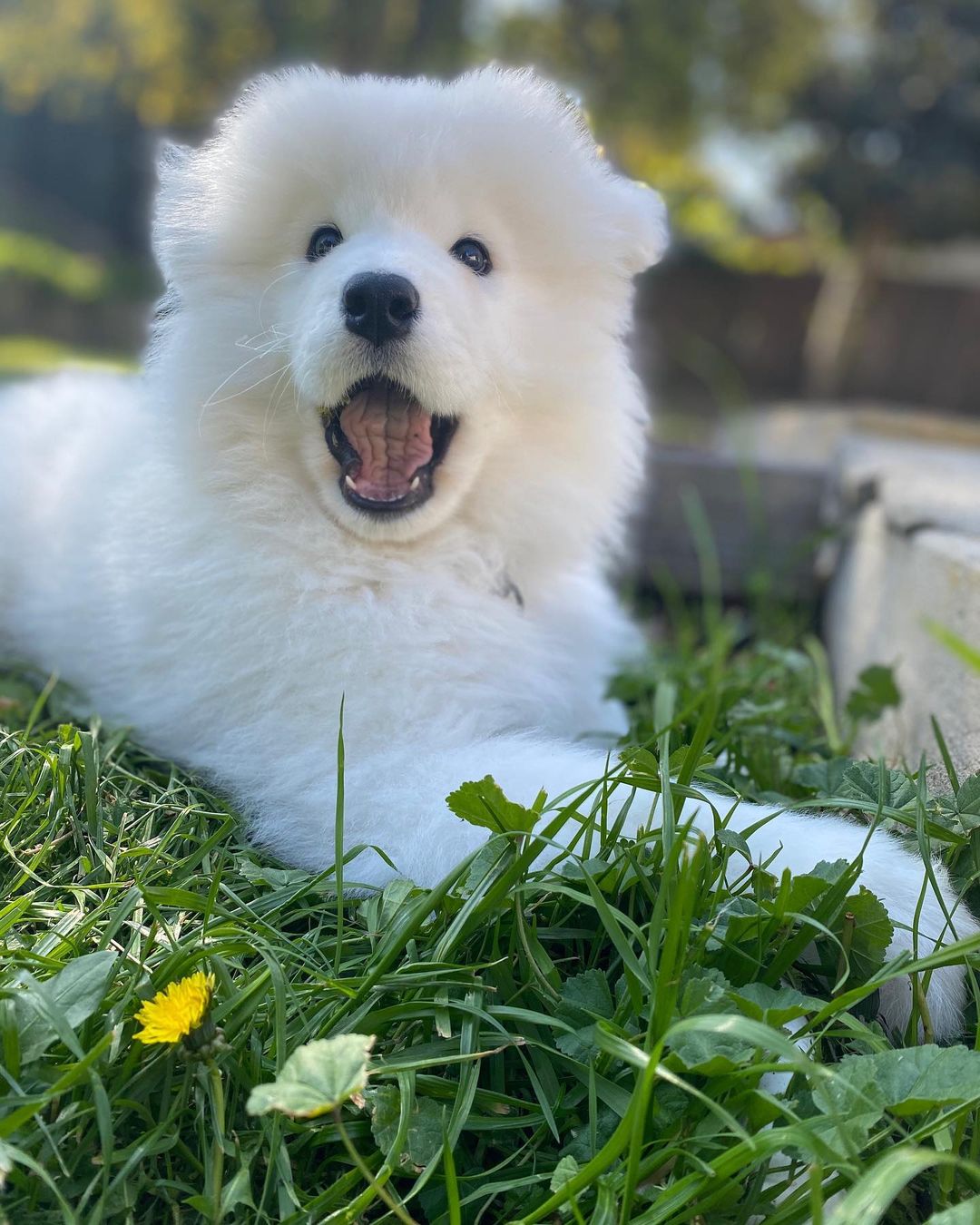 Samoyeds
