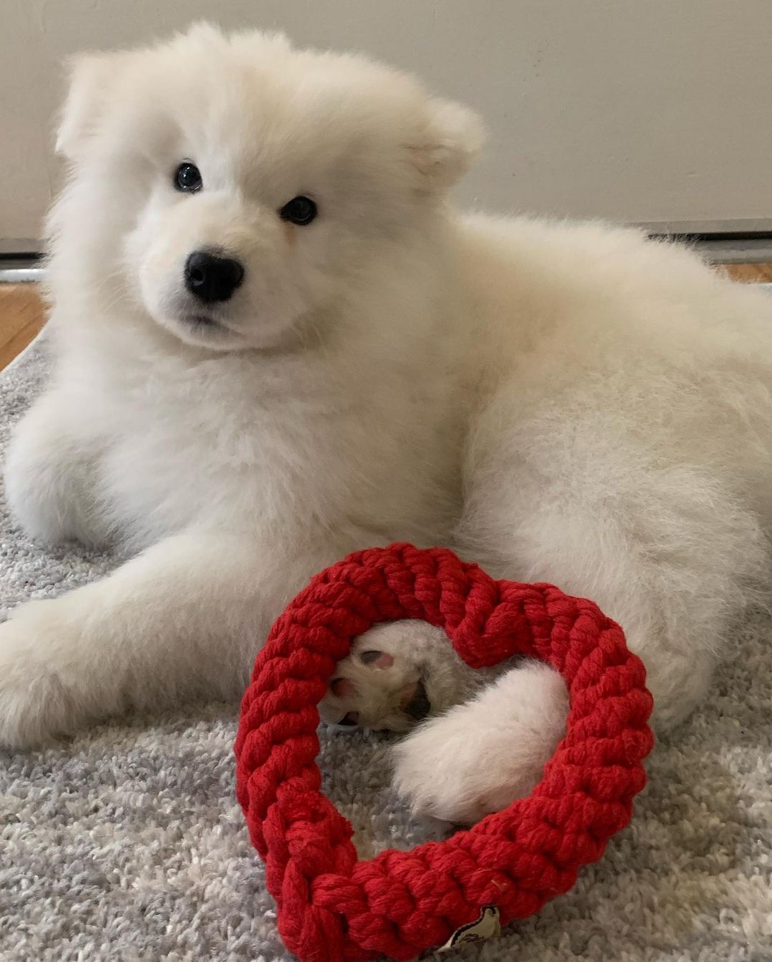 Samoyeds