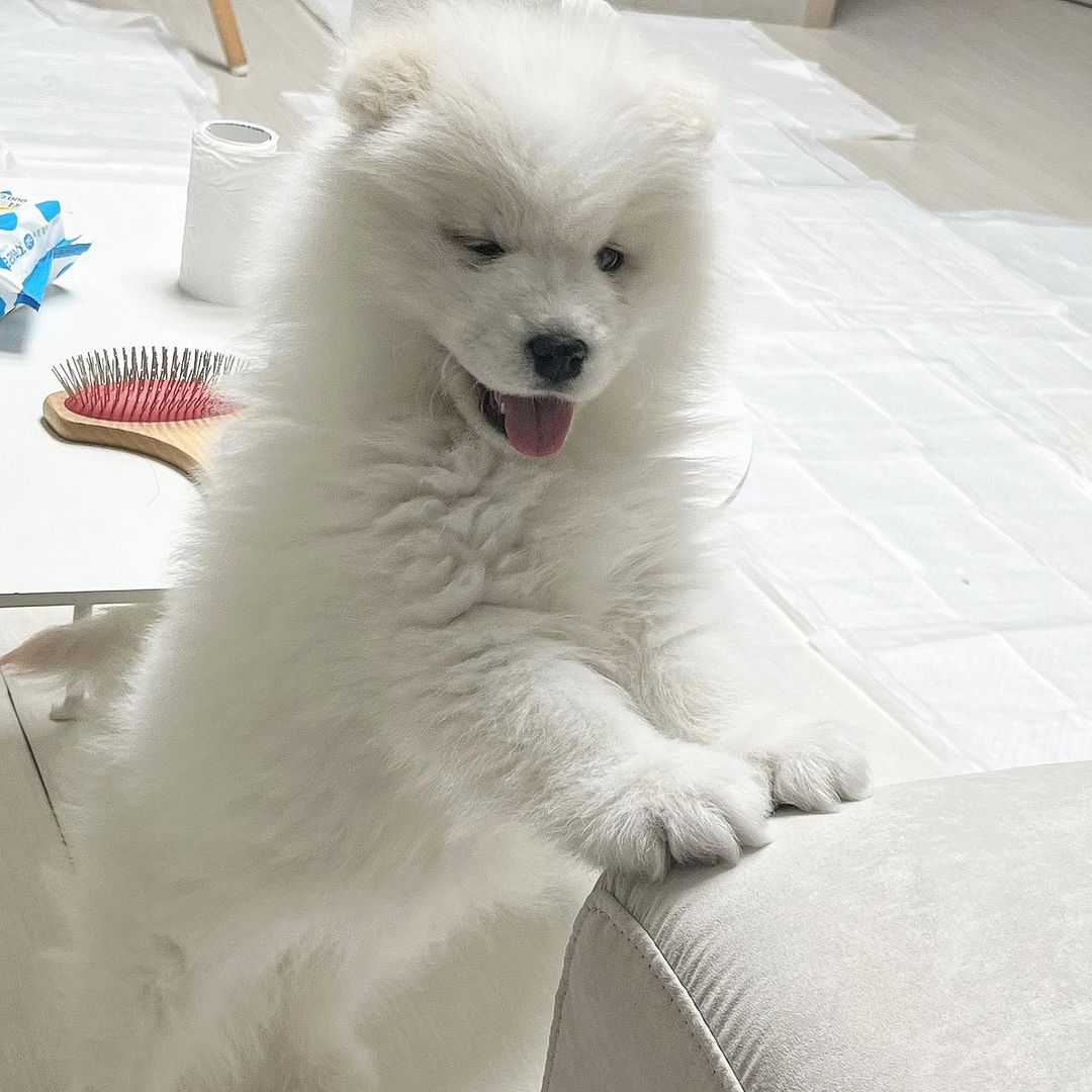 Samoyed Puppy